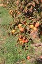 View of a branch of persimmons with ripe fruits that is bathed in the sun