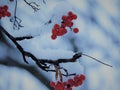 View of branch of rowan tree with red berries in snow