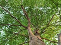 View branch spoted under sunlight