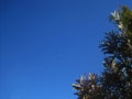 BRANCHES WITH GREEN LEAVES AGAINST BLUE SKY WITH MOON Royalty Free Stock Photo