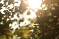 view on branches and leaves of a lime tree in bright sunlight with first signs of autumn