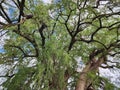 View of branches of an old ahuehuete tree in El Tule, Oaxaca Royalty Free Stock Photo