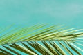 View of the branches of palm trees against the blue sky