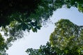 View of branches seen from below in frog perspective, rainforst vegetation malaysia