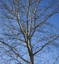 View of branches of the tree without leaves. Royalty Free Stock Photo