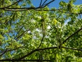 View of branches of the Wallnut tree (Juglans cathayensis) with green leaves flowering with pending flowers Royalty Free Stock Photo