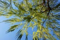 View of the branches of a weeping willow looking at the sky Royalty Free Stock Photo