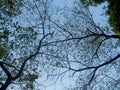 View of branches in a Zen Garden of Tenryu-ji, Heavenly Dragon Temple. In Kyoto, Japan