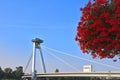 View of Bridge SNP and UFO observation deck  and beautiful red flowers. The bridge was called Most SNP, Bratislava, Slovakia Royalty Free Stock Photo