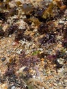 Rocks, shells, and seaweed at a beach