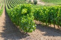 View of bright green grape rows in a vineyard field throwing shadows from aside Royalty Free Stock Photo