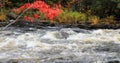 Bright leaves and rapids at Algonquin Provincial Park, Canada 4K