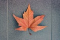 View of bright orange maple leaf on a gray background Royalty Free Stock Photo