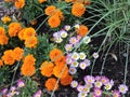 View of bright orange and pink flowers in sunny summer Tallinn