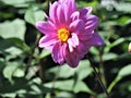 View of bright pink dahlia  flower with stem  in sunny day Royalty Free Stock Photo