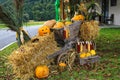 View of the bright pumpkins in the yard. Harvest. Halloween