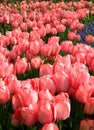 View of bright red and pink tulips at Goztepe Park during the annual Tulip Festival in Istanbul Royalty Free Stock Photo