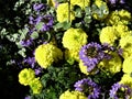 View of bright sunny yellow and purple flowers in Turku, Finland