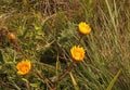 THREE BRIGHT YELLOW WILD FLOWERS IN GRASSLAND OF KWA ZULU-NATAL