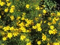 View of bright yellow flowers in sunny summer Tallinn