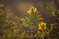 HYPERICUM SHRUB WITH YELLOW FLOWERS IN SPRING