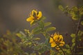 LIGHT ON LEAVES OF HYPERICUM SHRUB