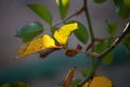 BRIGHT YELLOW LEAVES ON A PLANT