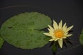 A Bright Yellow Waterlily on the Pond
