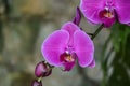 A Beautiful Brightly Colored Orchid