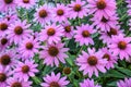 A Bevy of Bright Pink Cone Flowers Royalty Free Stock Photo