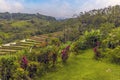 A view brightly colored plants in front of rice terraces in the highlands of Bali, Asia