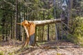 View of a broken fir tree in the forest Royalty Free Stock Photo