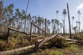 A view of a broken forest by a hurricane. Destroyed forest area in Central Europe