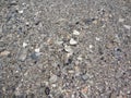 View of broken seashells and small stones on the shore