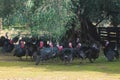 View of bronze and black turkey flock on a farm, brood turkeys on chicken coop, large turkey feed and stroll in the garden yard on