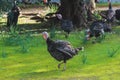 View of bronze and black turkey flock on a farm, brood turkeys on chicken coop, large turkey feed and stroll in the garden yard on