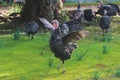 View of bronze and black turkey flock on a farm, brood turkeys on chicken coop, large turkey feed and stroll in the garden yard on