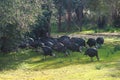 View of bronze and black turkey flock on a farm, brood turkeys on chicken coop, large turkey feed and stroll in the garden yard on