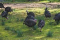 View of bronze and black turkey flock on a farm, brood turkeys on chicken coop, large turkey feed and stroll in the garden yard on