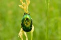 View of the Bronzovka beetle sitting on the grass.