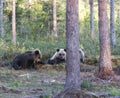 View of brown bear during summer