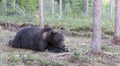 A view of brown bear during summer