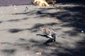 view of brown doves enjoying walking on the sand of Banyuwangi\'s Cacalan beach Royalty Free Stock Photo