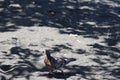 view of brown doves enjoying walking on the sand of Banyuwangi\'s Cacalan beach Royalty Free Stock Photo