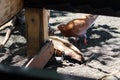 view of brown doves enjoying walking on the sand of Banyuwangi's Cacalan beach Royalty Free Stock Photo