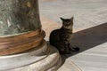 View of a brown and grey cat sitting on the ground under the shadow of the column Royalty Free Stock Photo