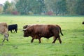 View of a brown highland cow walking on the greenfields of a farm Royalty Free Stock Photo