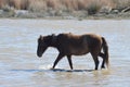 Brown wild horse  in natural park of Albufera, Mallora, Spain Royalty Free Stock Photo