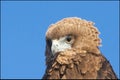 Brown Snake Eagle