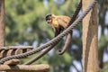 Brown Spider Monkey Royalty Free Stock Photo